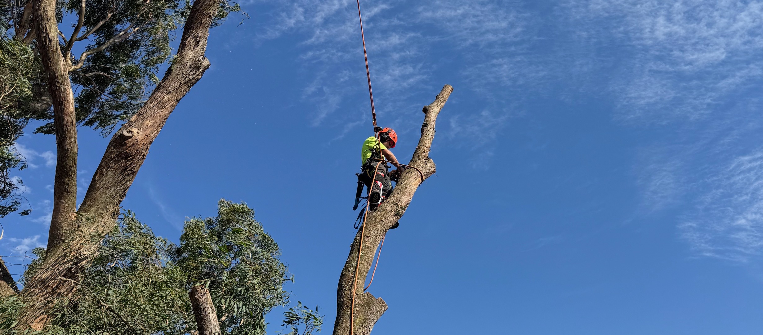 Tree Trimming