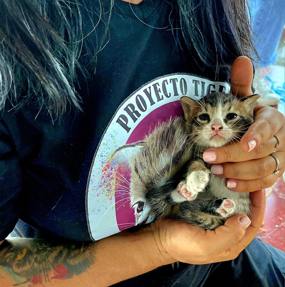 Proyecto Tiger volunteer holding a rescued puppy