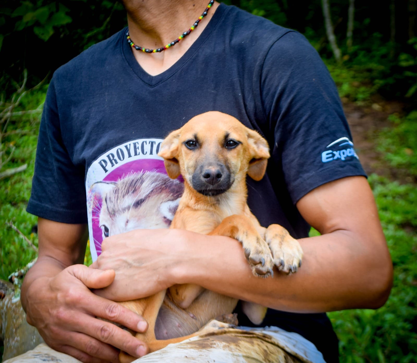 Proyecto Tiger volunteer holding a rescued kitten