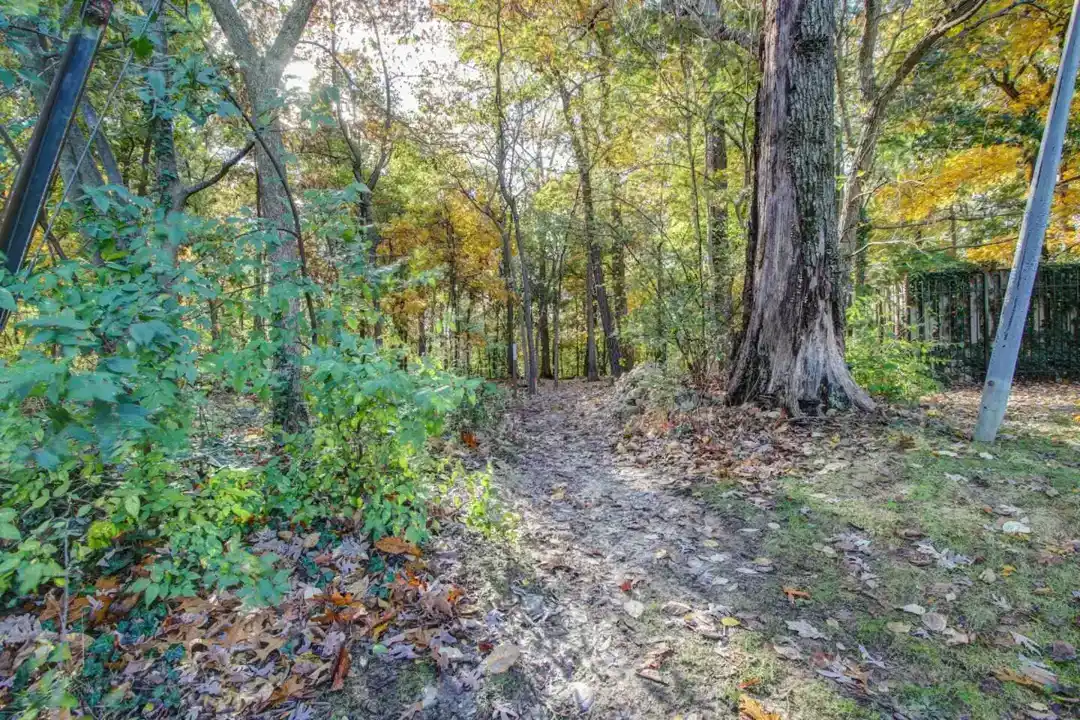 a path in the woods