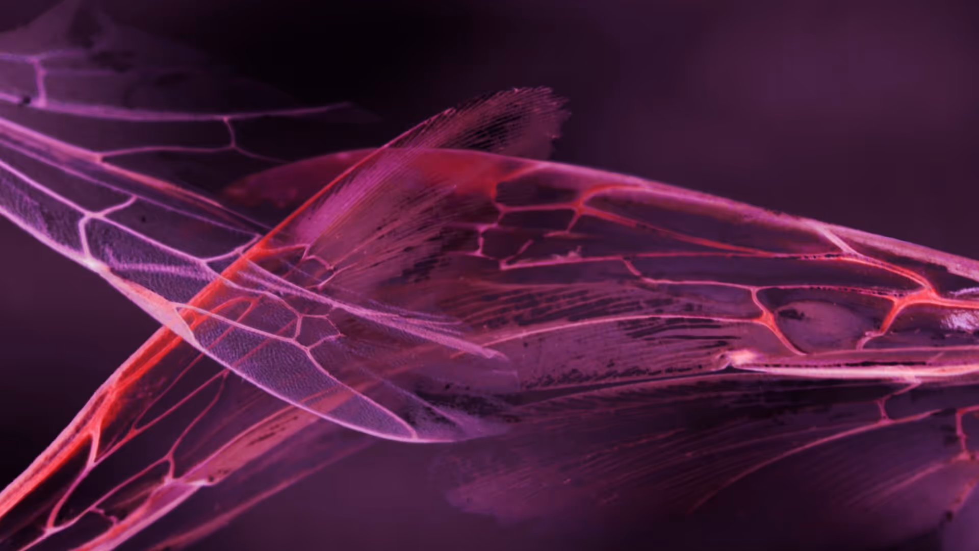 Intercell x VTSS Invites | ADE By Night 