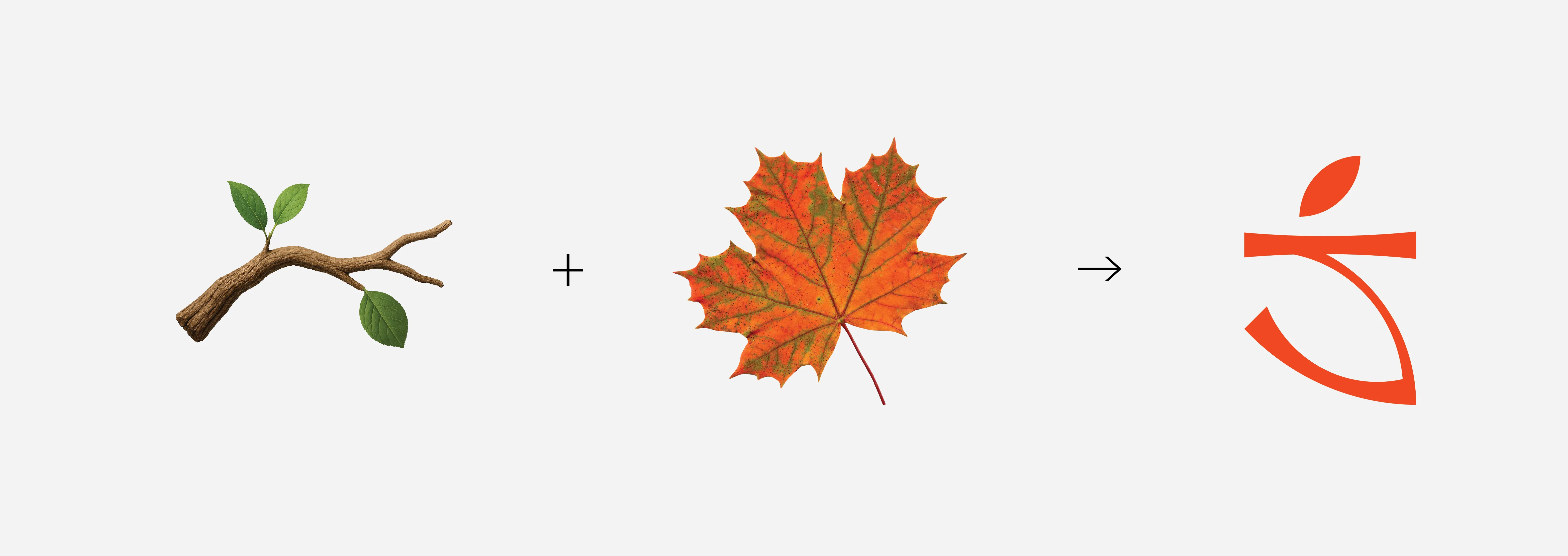 Visual breakdown showing how a branch and maple leaf inspired the Sapsucker logo design.
