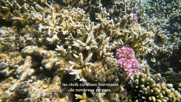 logo de la réserver marine de la réunion