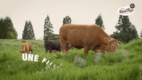 logo boeuf pays je dis oui