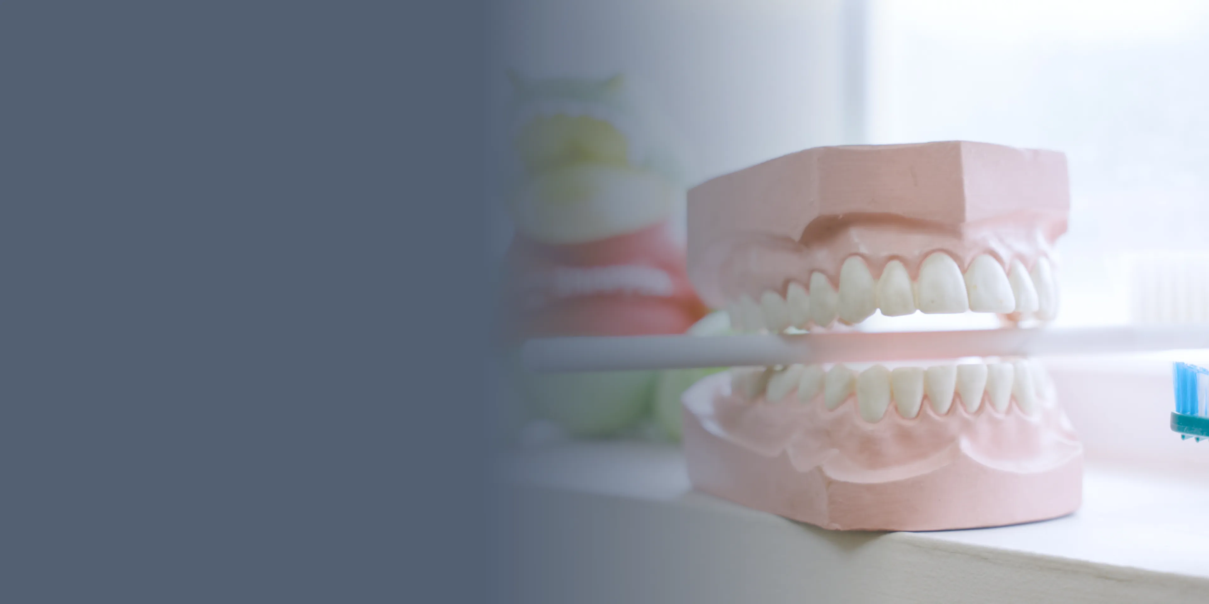 Plastic dental model with toothbrush cleaning teeth, demonstrating proper brushing technique.