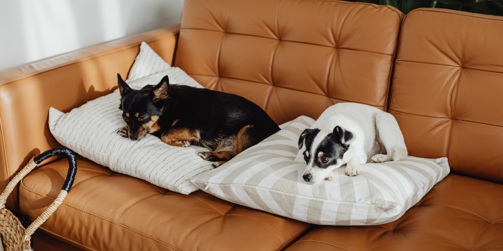 Prepare your furnace in advance and get your AC ready for heat all in one!