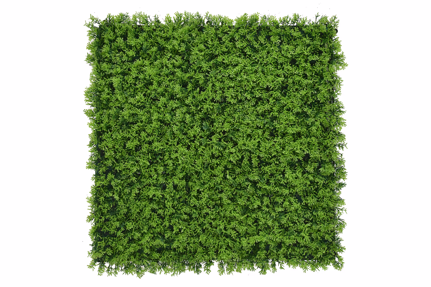 Charlotte Cupressus