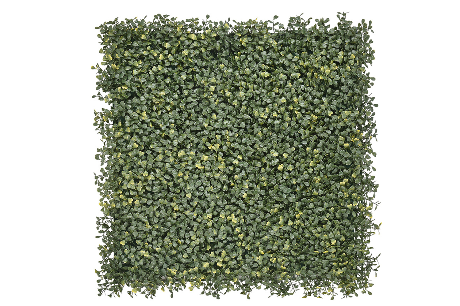 Emma Buxus