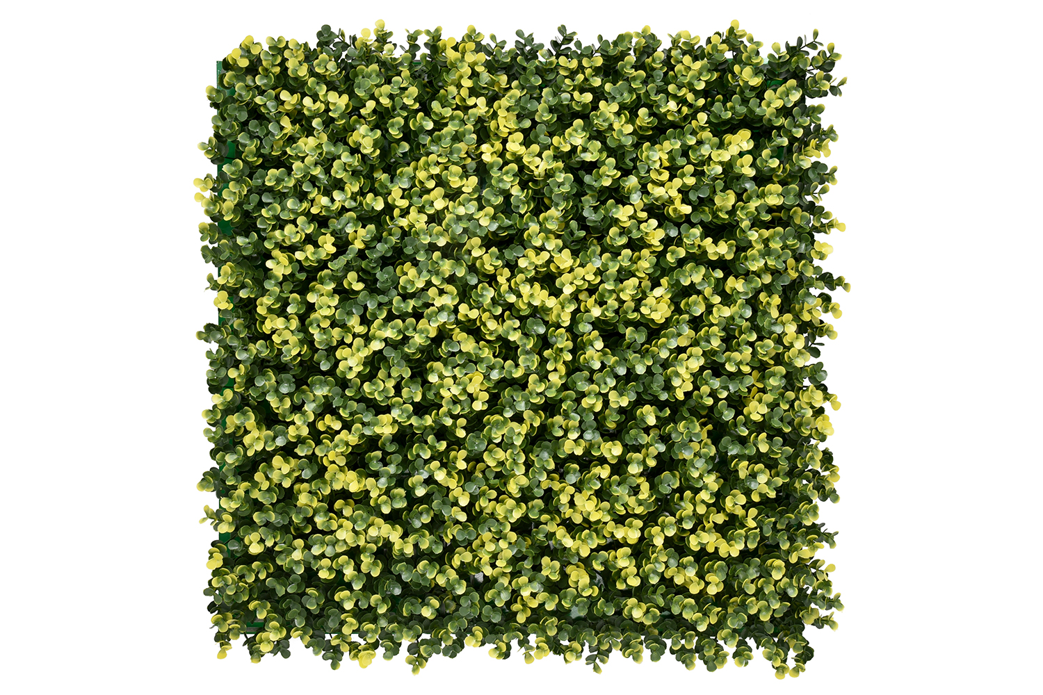 Lina Buxus