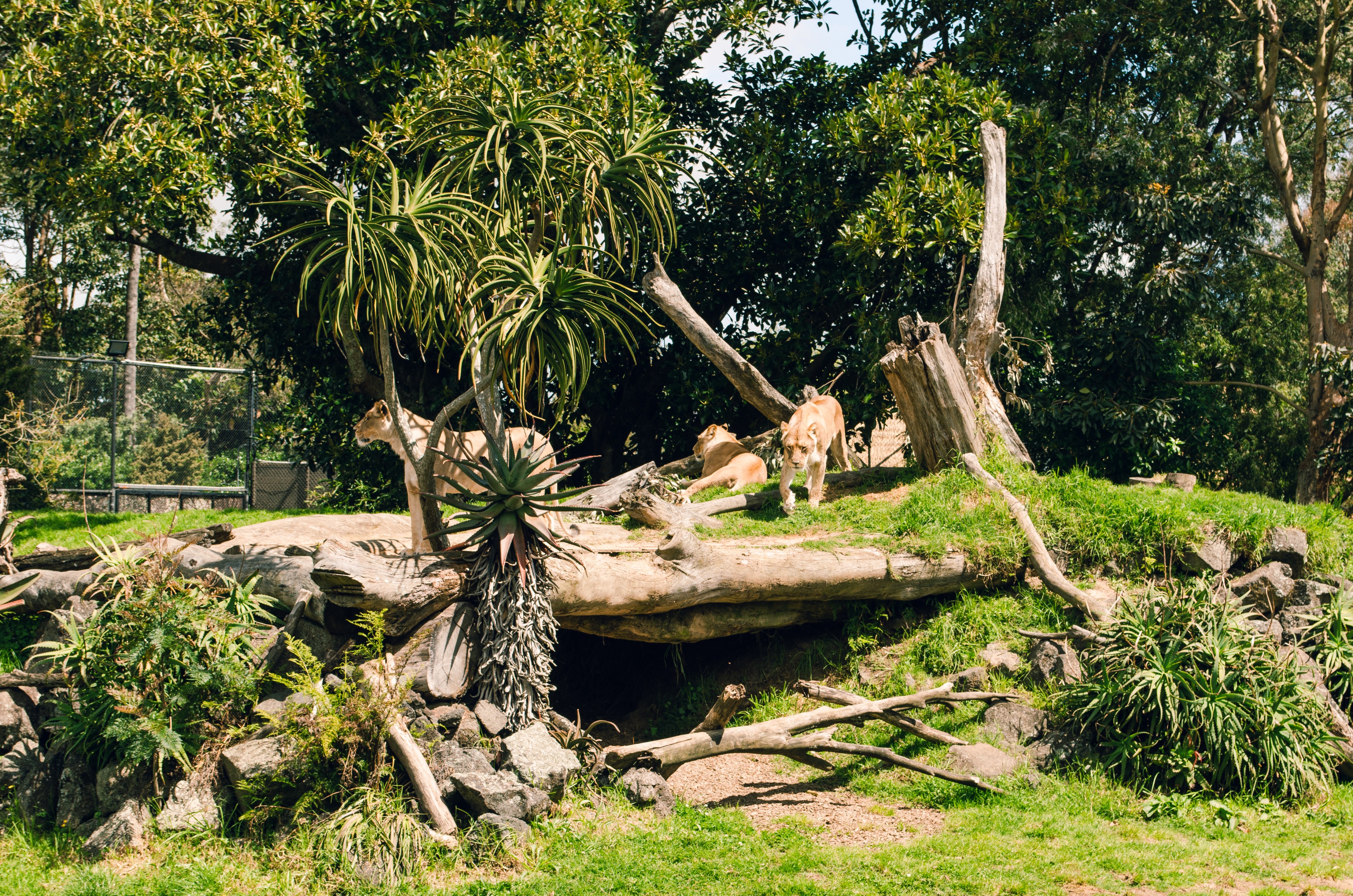 Three lions resting on and around a large fallen tree in a zoo enclosure with green grass and trees.
