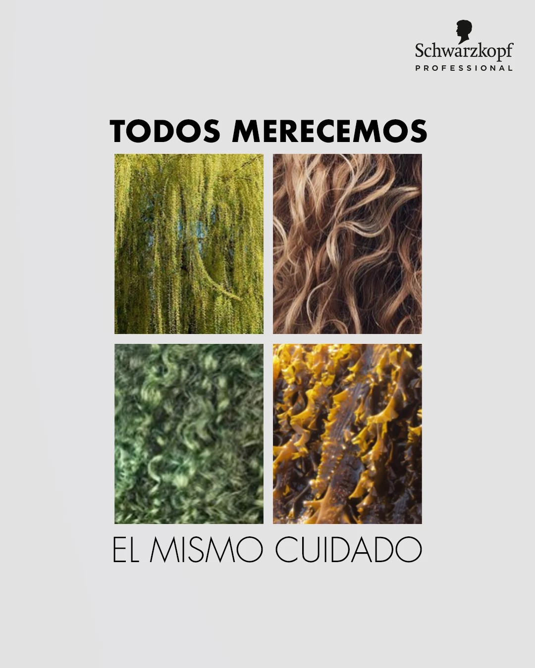 Campaña Igora Royal