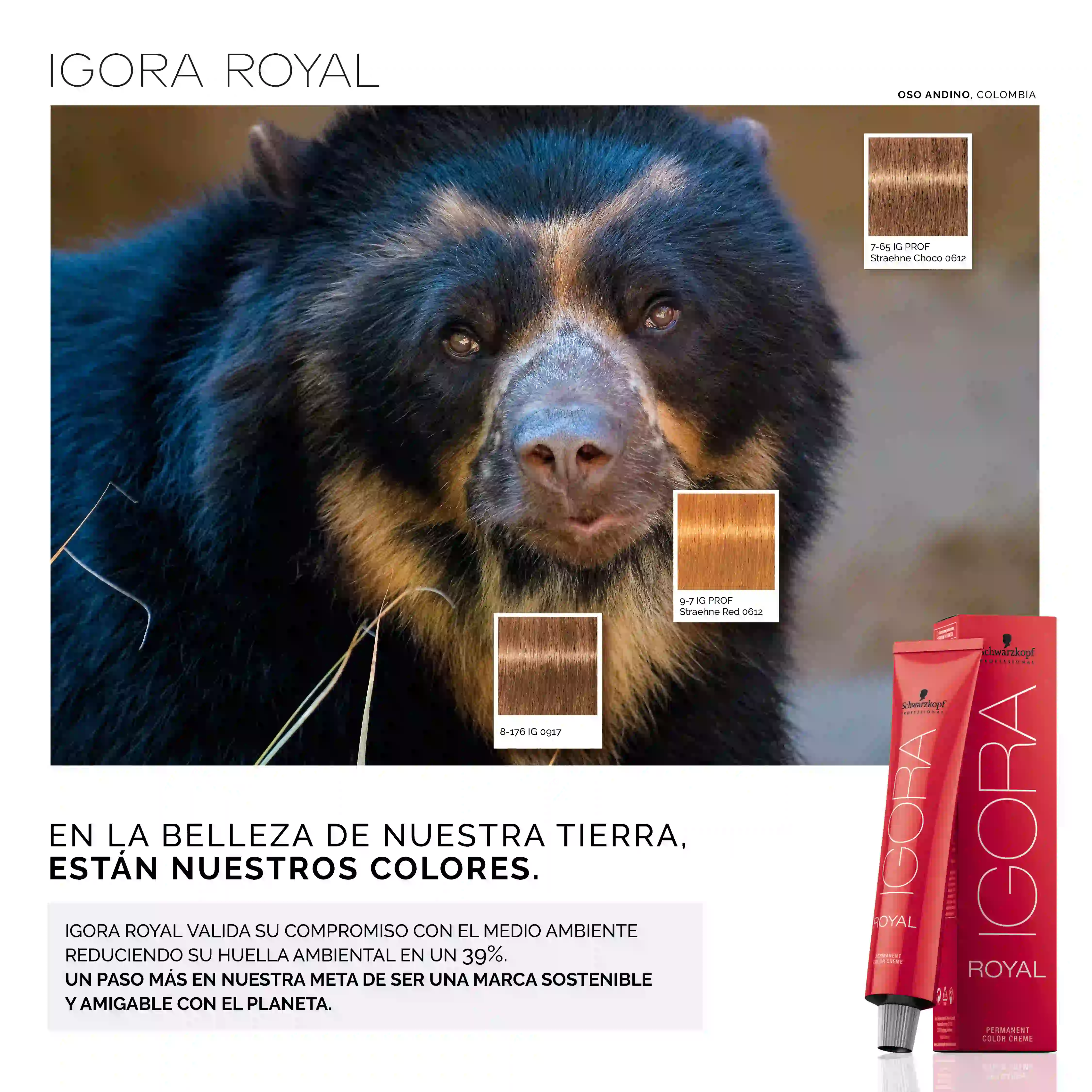 Campaña Igora Royal