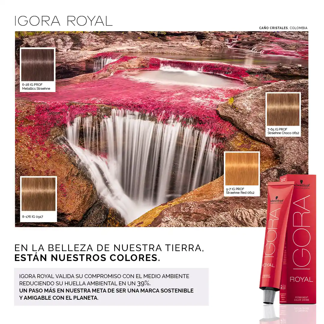 Campaña Igora Royal