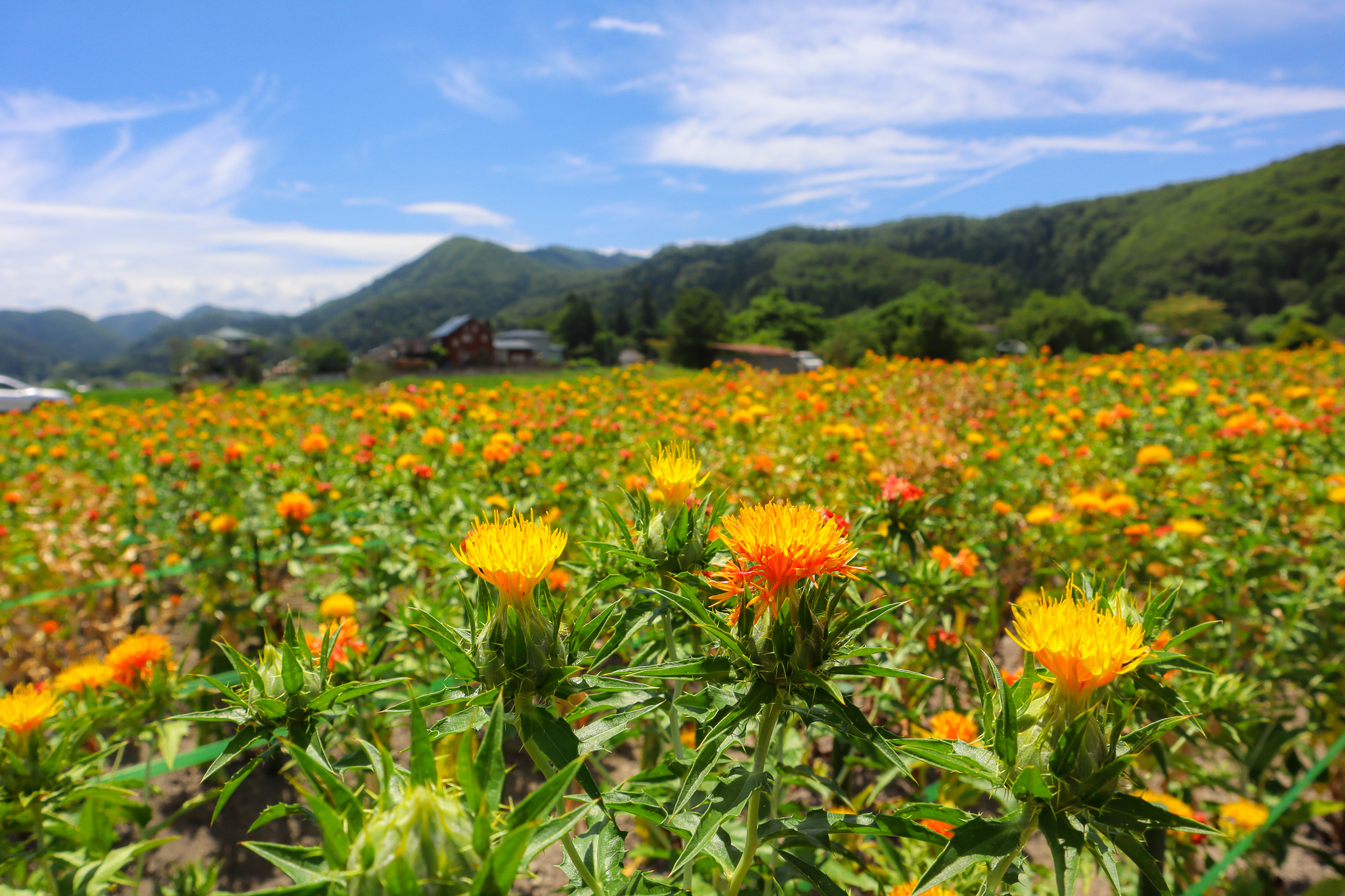 Yamagata Safflower - Expedition Japan