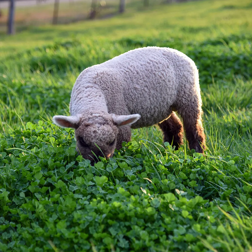 Healthy sheep grazing on pasture symbolizing the benefits of balanced soils and sustainable farming practices promoted by GFS Solutions