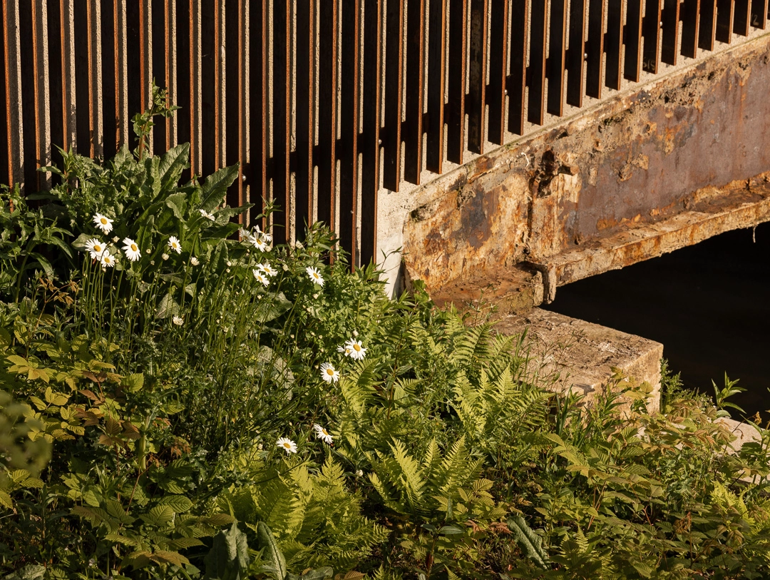 Man in athletic wear walking along a path through a garden with purple flowers and greenery in front of a tall wooden fence.