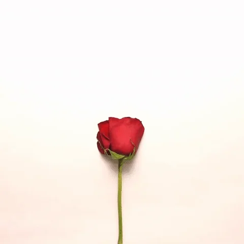 Single red rose with a green stem against a plain white background.