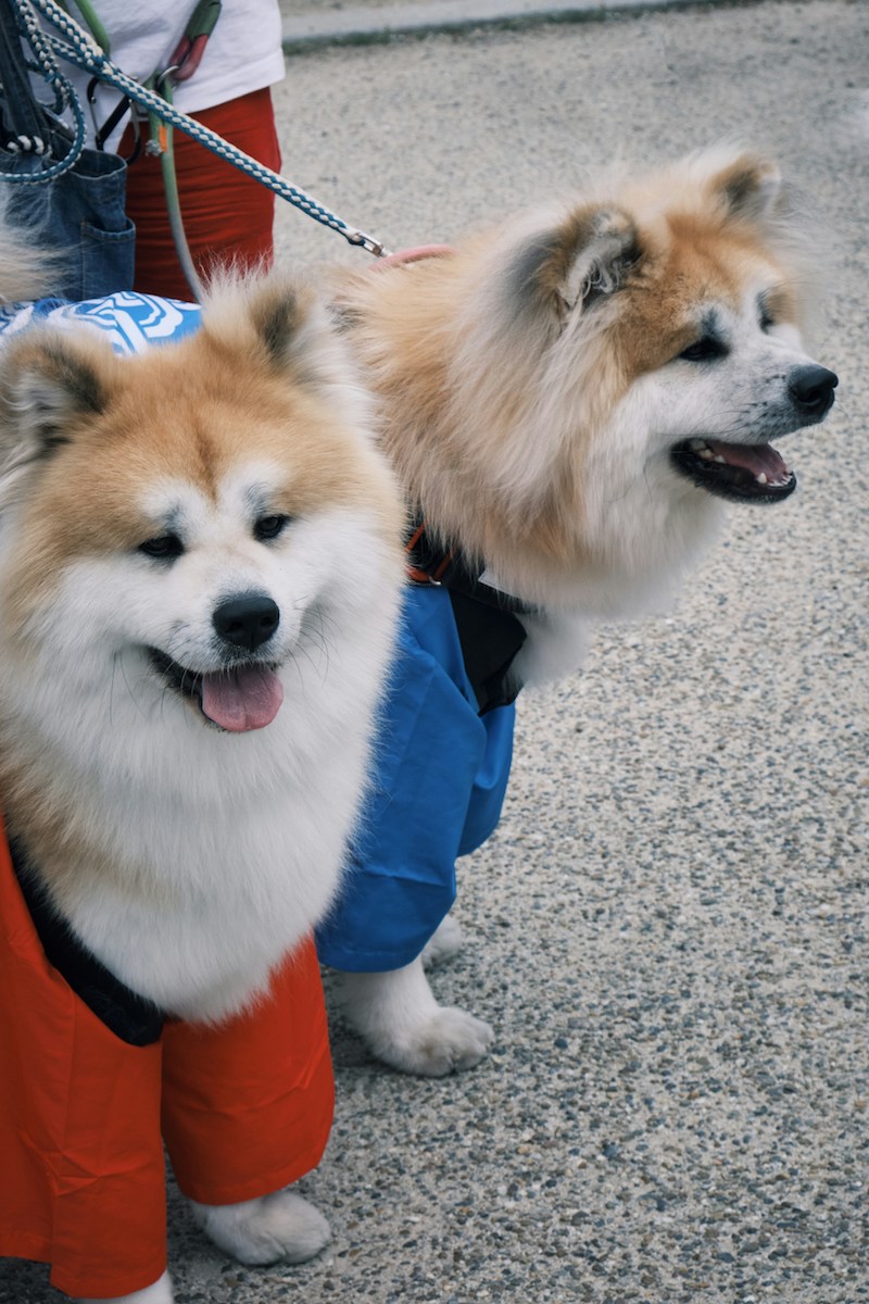 2 Dogs dressed in blue and red