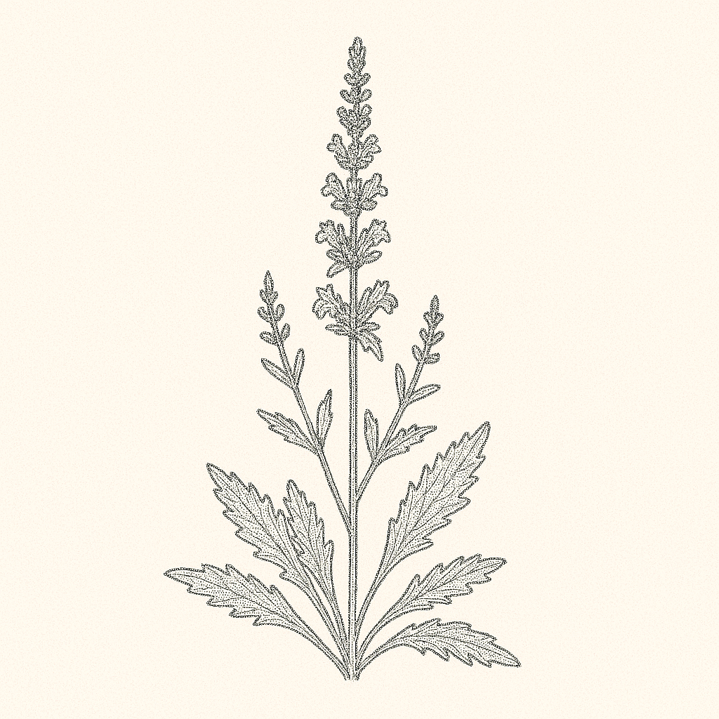Illustrazione di una salvia russa