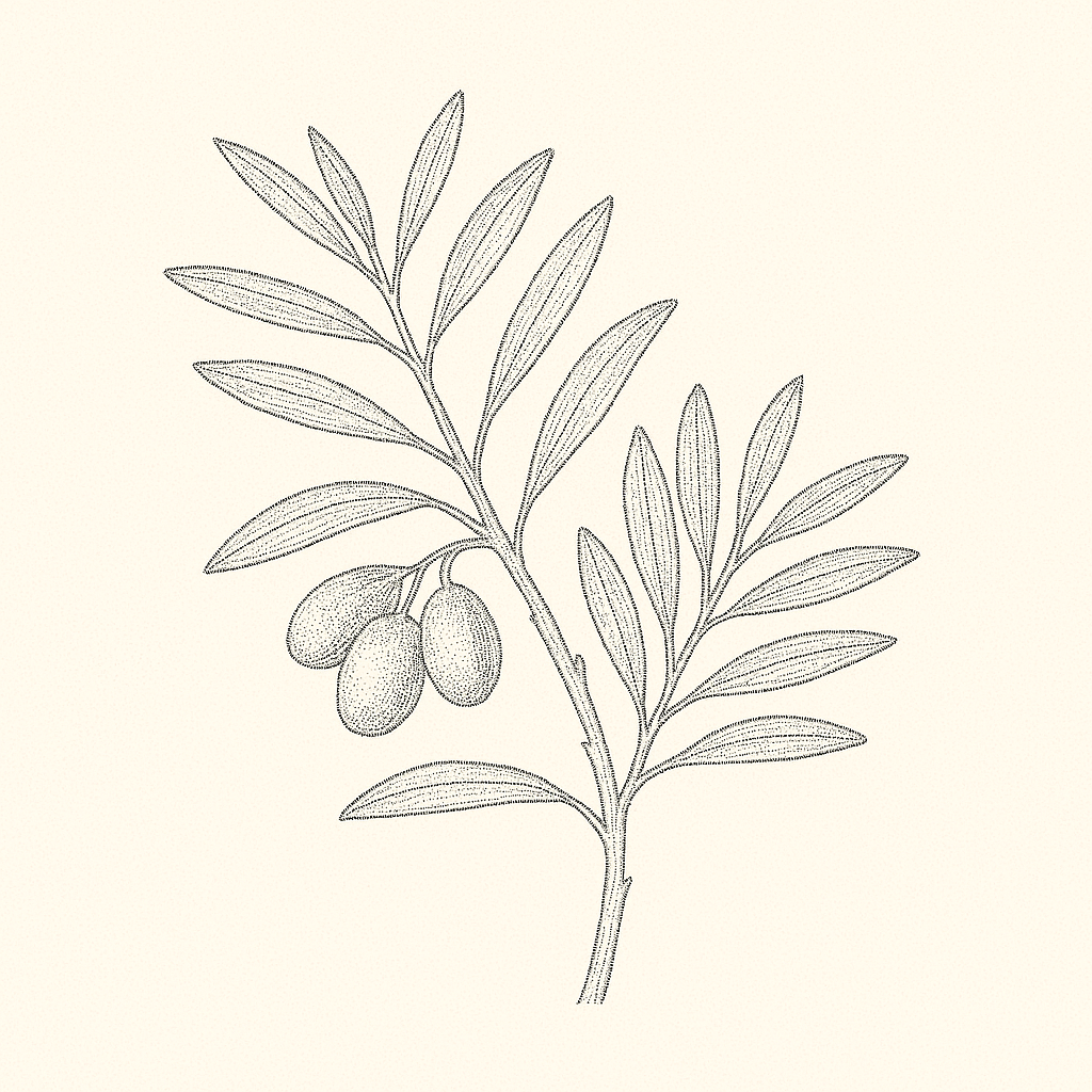 Illustrazione di un olivo