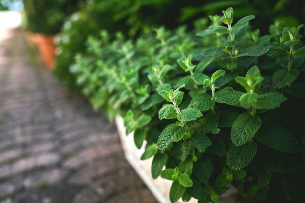 Fresh herbs like basil and mint planted around a patio as natural fly deterrents