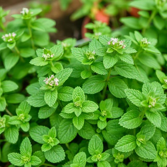 Close-up of natural peppermint plants used as wasp deterrents for patio protection
