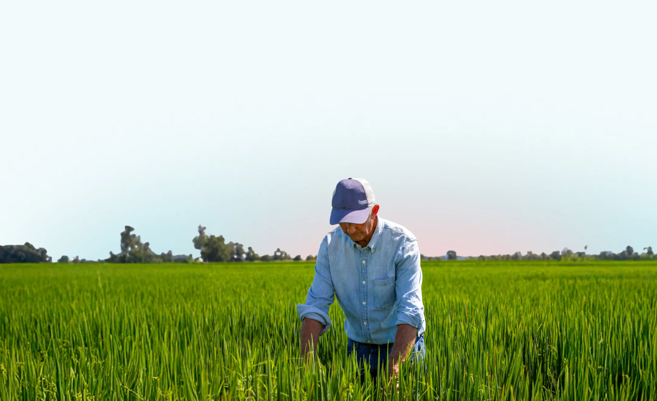 Farmer inspecting crops in a green field under a clear sky.