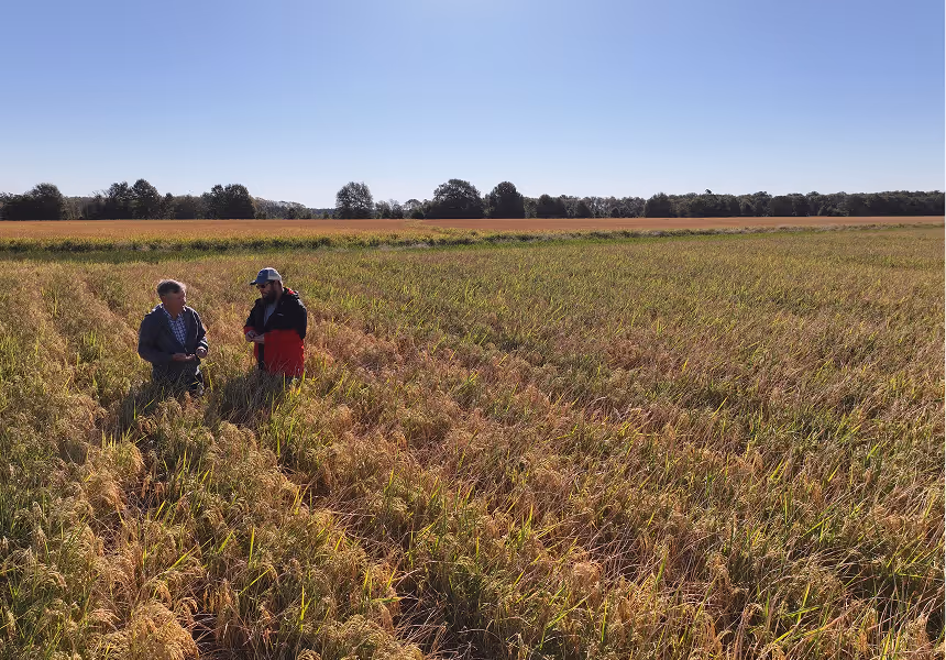 Two people standing and talking in the middle of a mature rice field on a sunny day.