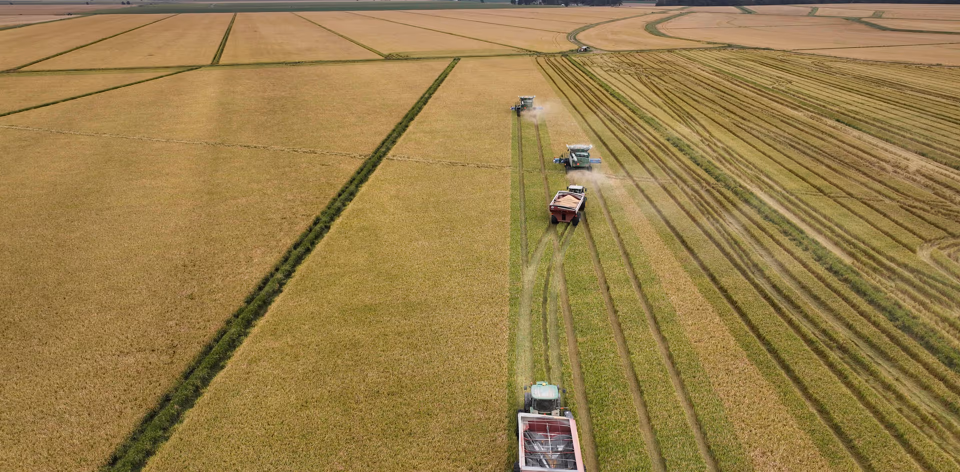 Aerial view of harvesters and tractors working across golden rice fields in neat rows.