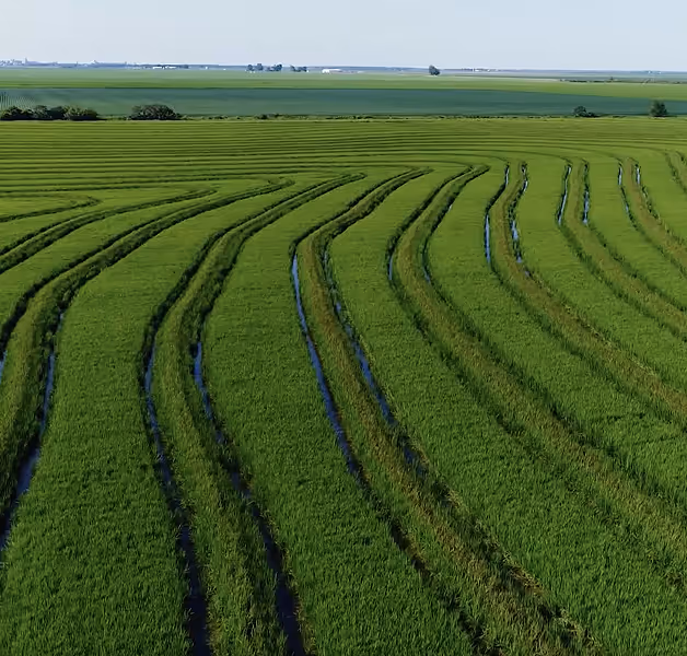 Flooded rows in a vibrant green rice field stretching across the landscape.