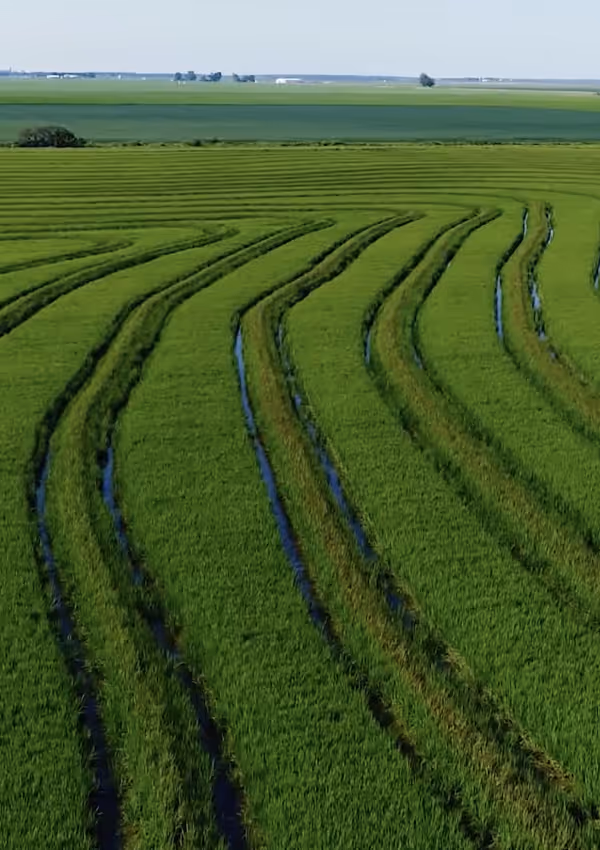 Rice field with curved rows, under a blue sky.