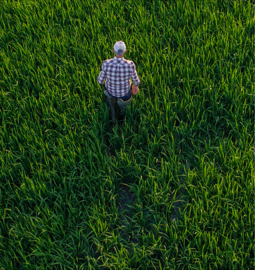 Farmer walking through a lush green rice field.