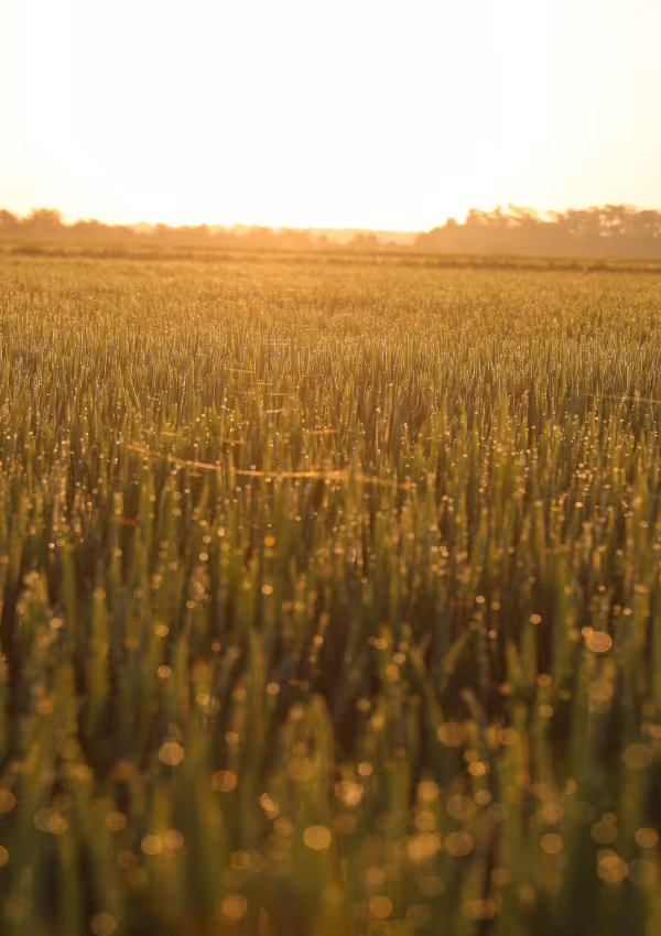 Sunlit rice field covered in morning dew.
