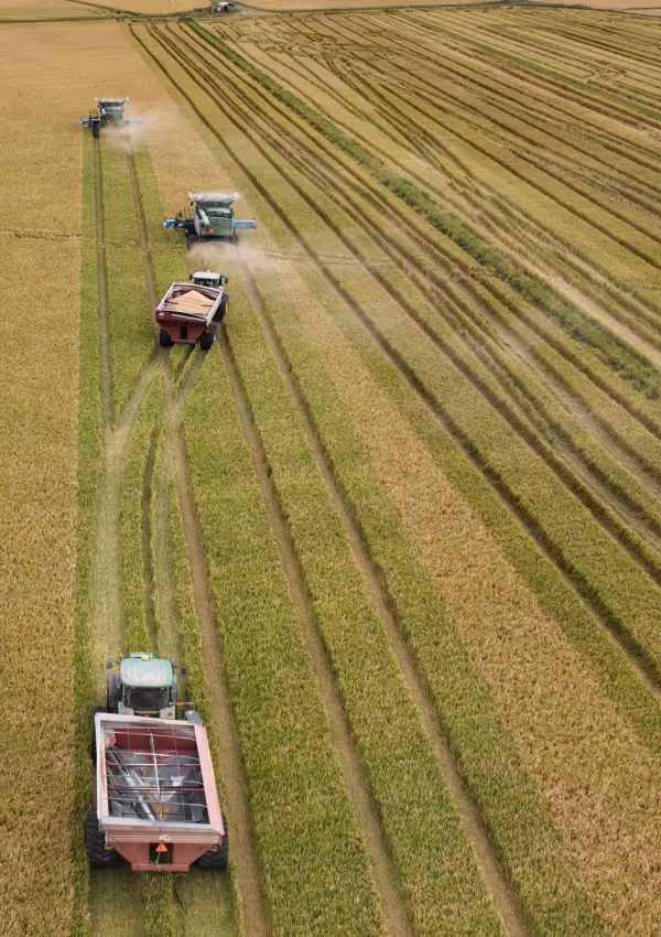 Aerial view of combines and tractors harvesting rice.