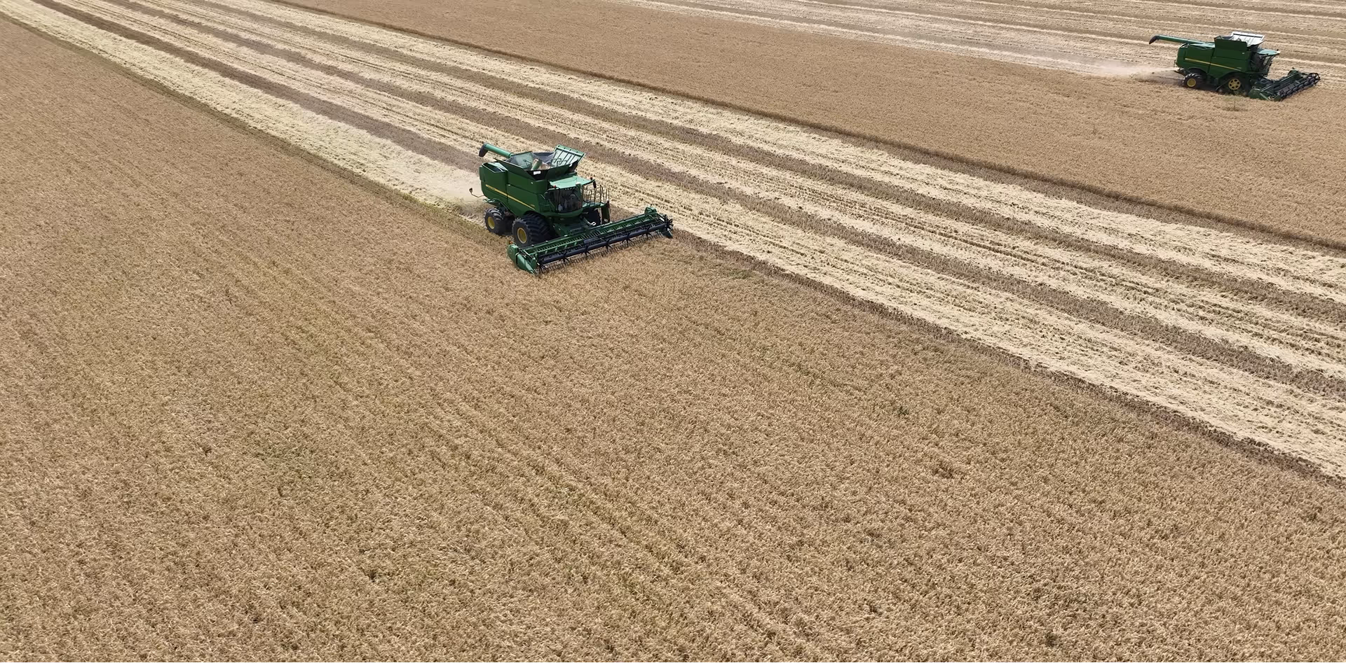 Two green combines harvesting a golden rice field in parallel rows during harvest season.