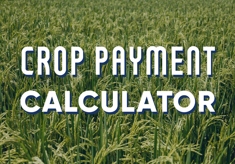 Crop payment calculator text over mature rice plants.