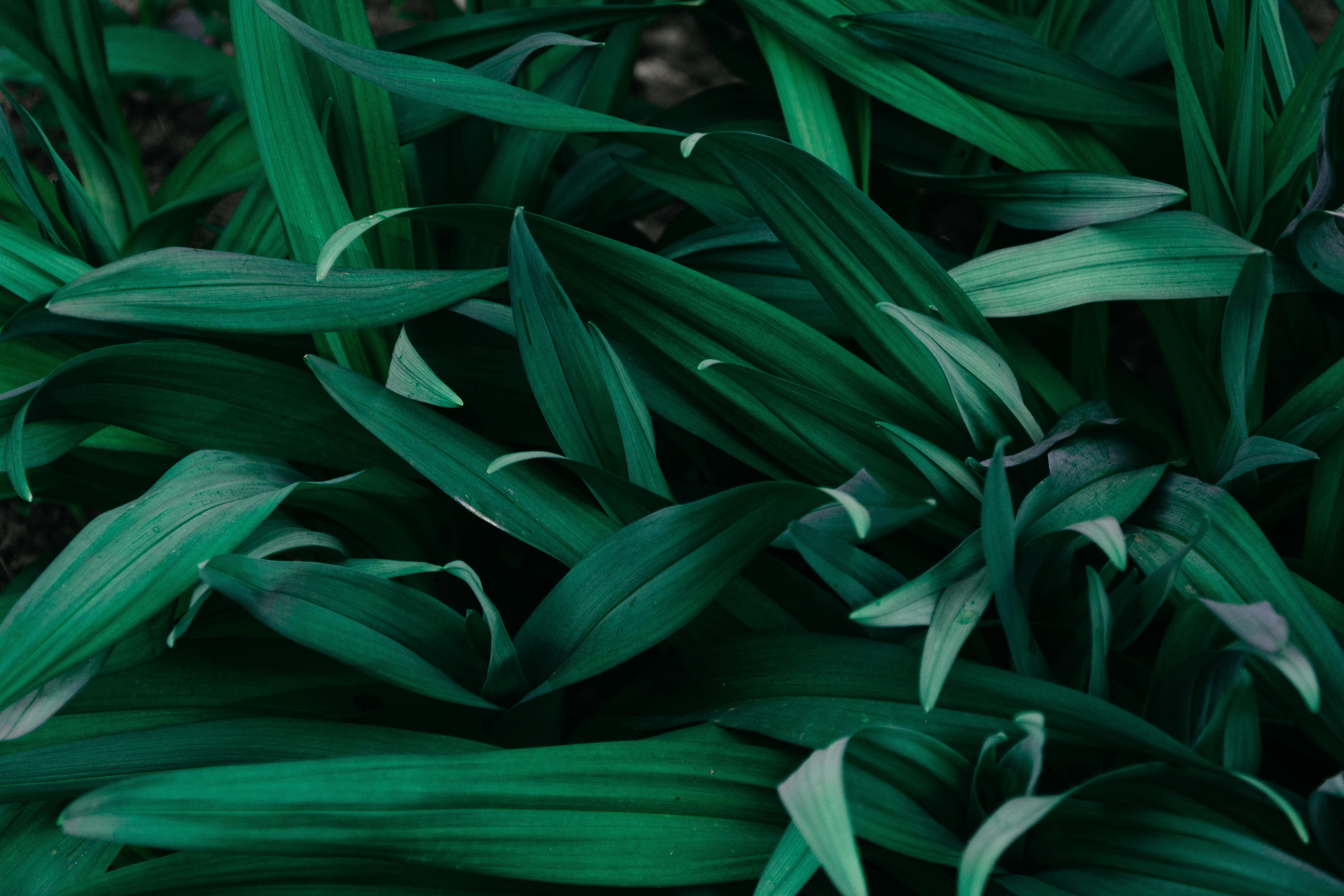 Abstract leafy background used for atmosphere