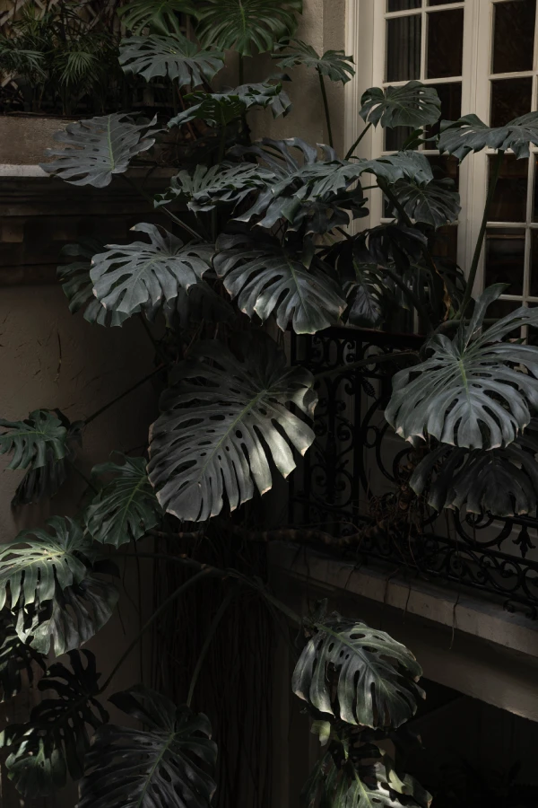 restaurante-vista-plantas-tropicales