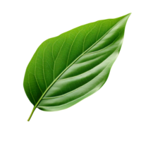Close-up of a single green leaf with visible veins on a transparent background.