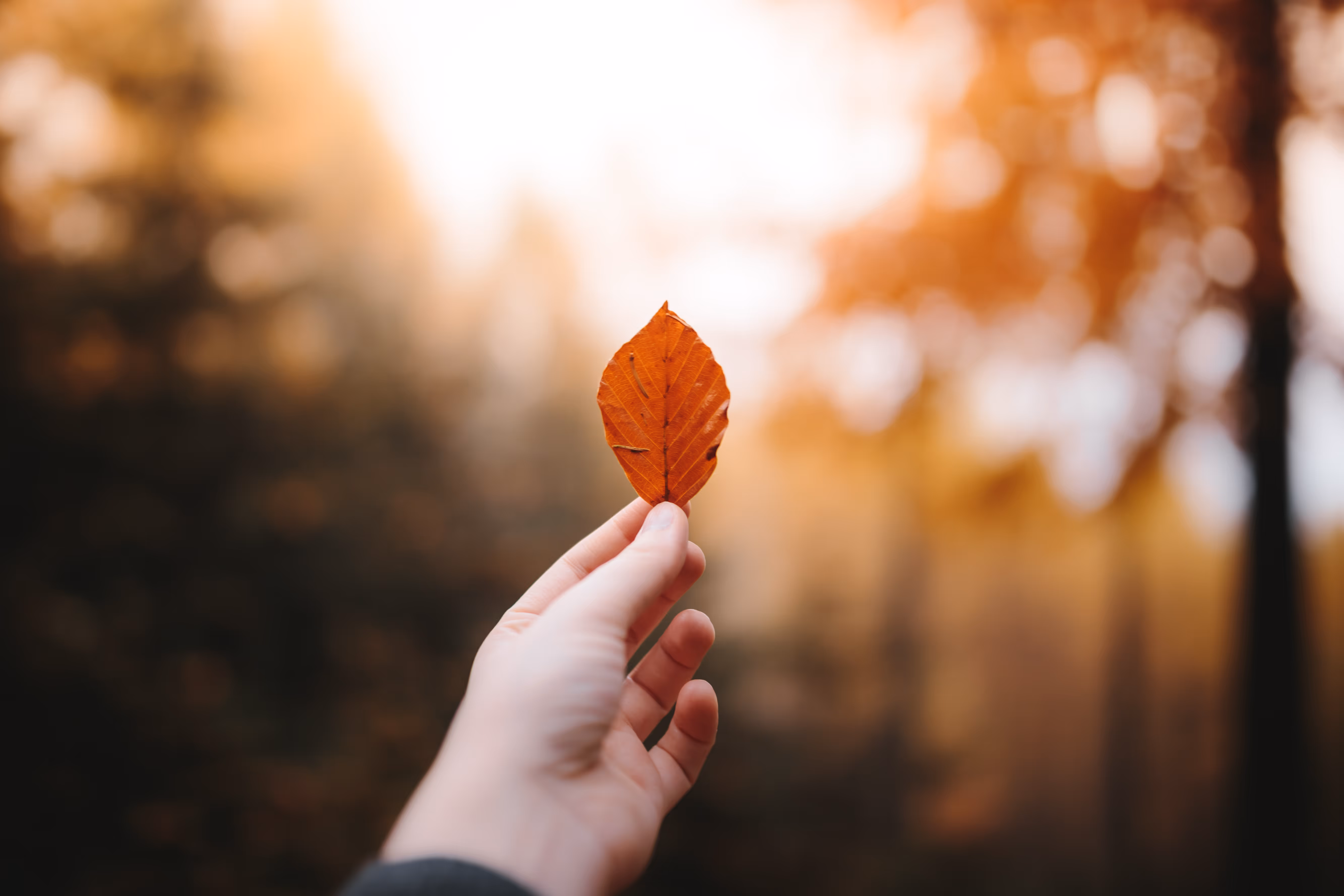 A close-up of a hand holding a leaf, symbolizing precision and adaptability in myservy's approach to service structuring.