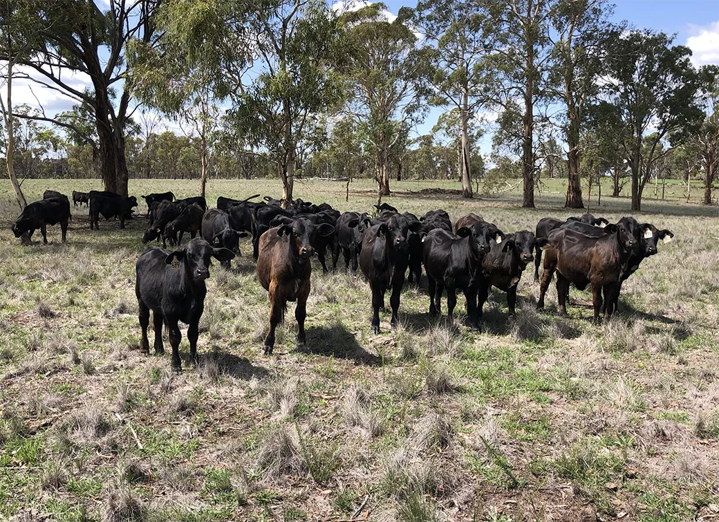 Herd of black and dark brown cattle standing on grassy field with scattered trees under a clear sky.
