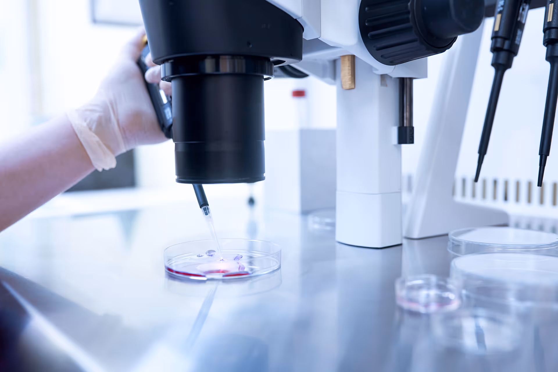 Laboratory technician using a pipette to add liquid into a petri dish under a microscope.