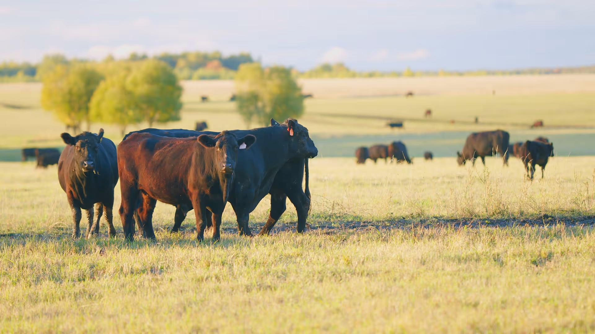 Herd of black cattle standing and grazing in a sunlit green pasture with trees in the background.