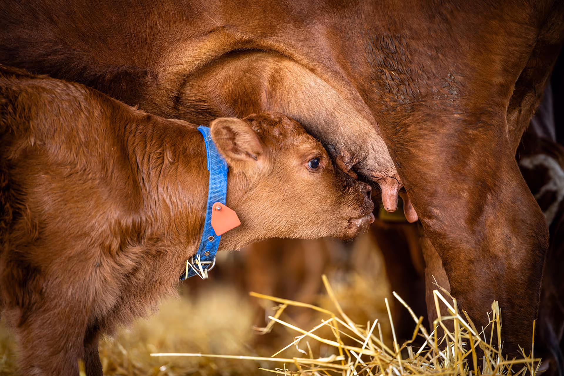 Brown calf with a blue collar nursing milk from its mother cow in a barn with straw on the ground.