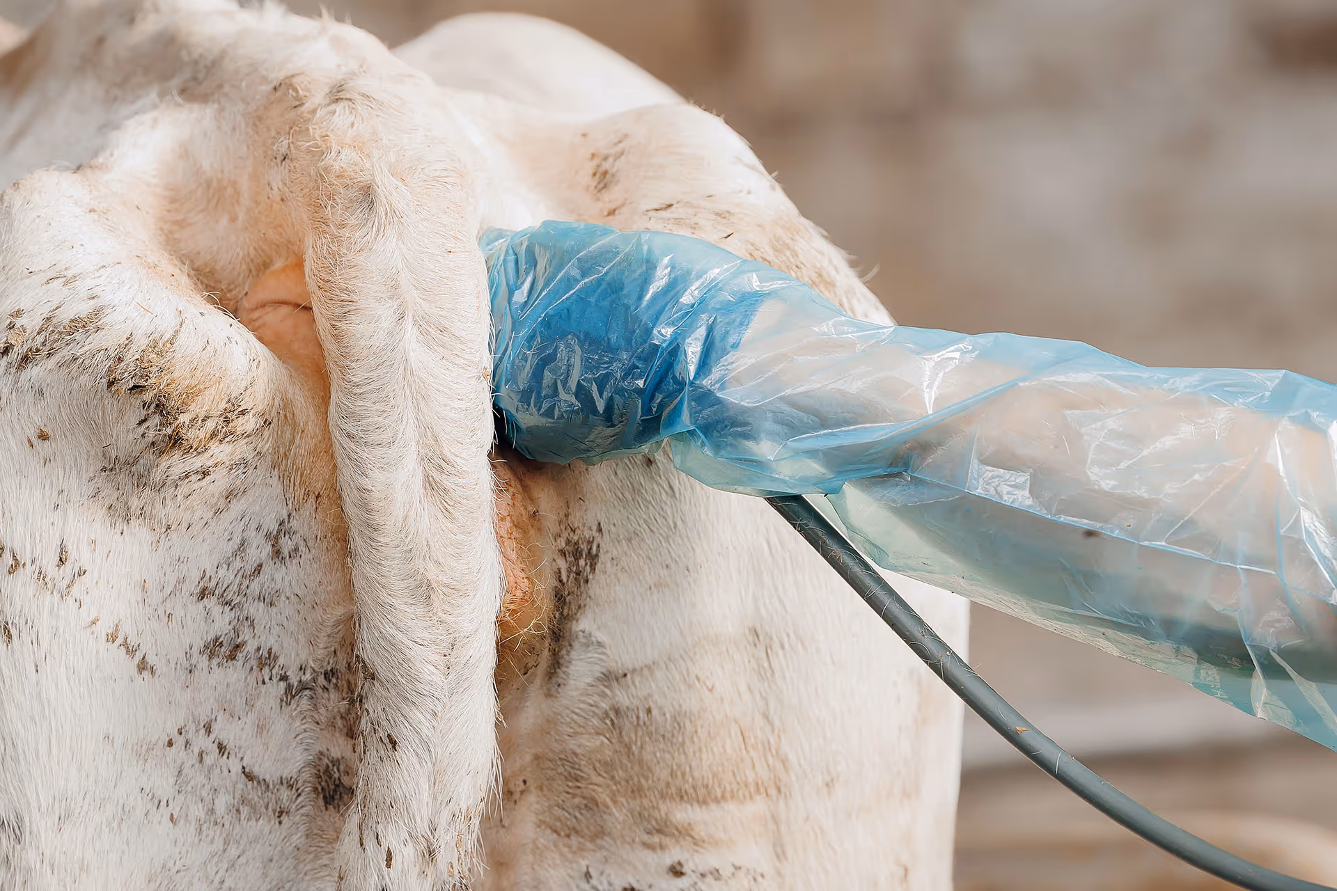 Veterinarian wearing a blue plastic glove performing a rectal examination on a white cow.