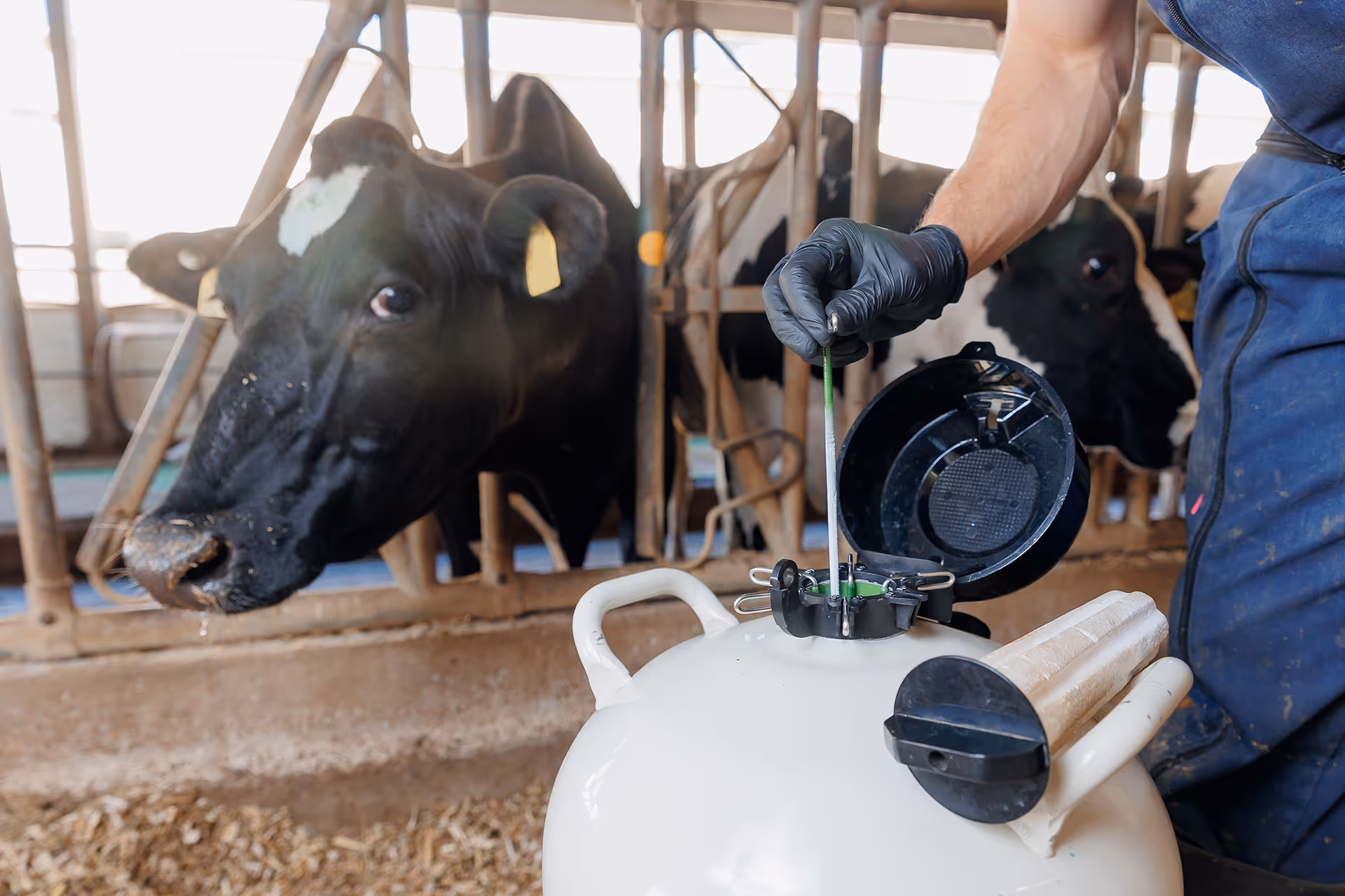 Farmer in blue overalls and black gloves handling a tool near a white container with cows in stalls in the background.