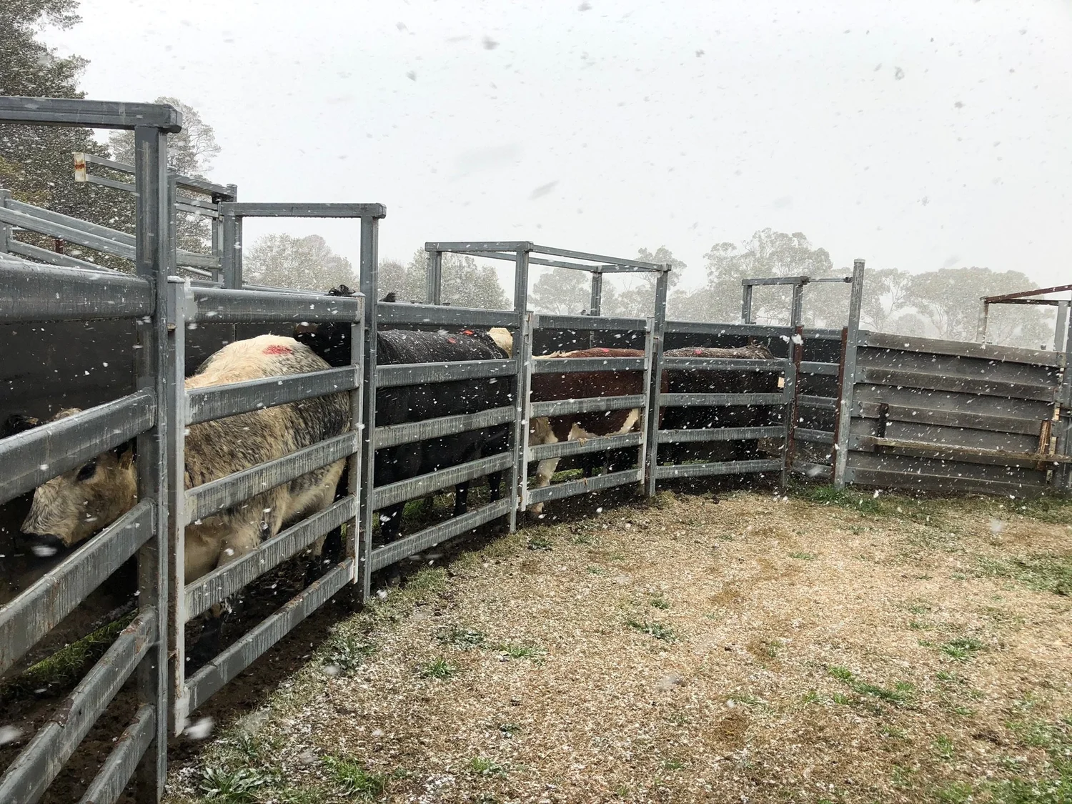 Cows standing inside metal livestock pens during a snowfall with trees in the background.