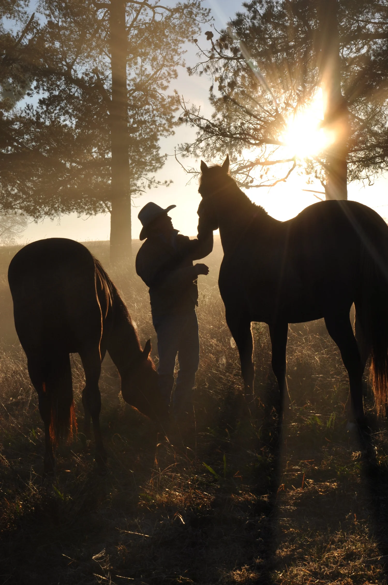 Silhouette of a person wearing a cowboy hat petting a horse with another horse grazing nearby in a sunlit forest.