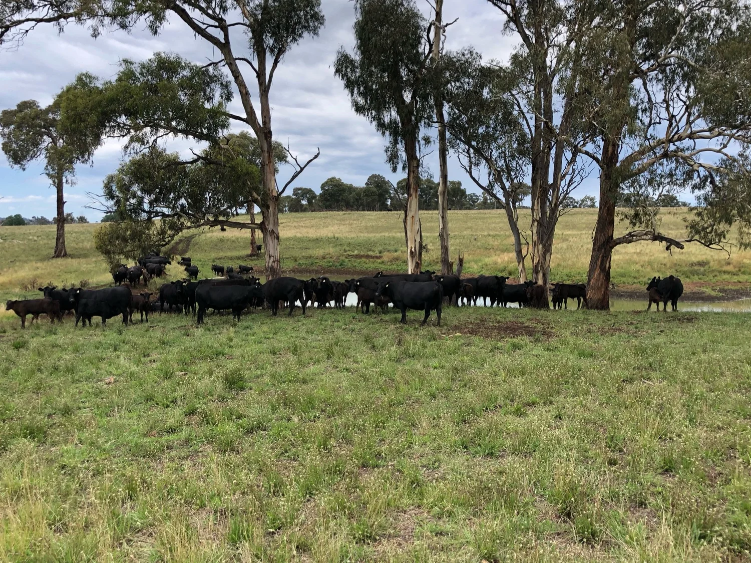 Herd of black cows standing near a small water pond surrounded by tall trees in a grassy field under a cloudy sky.