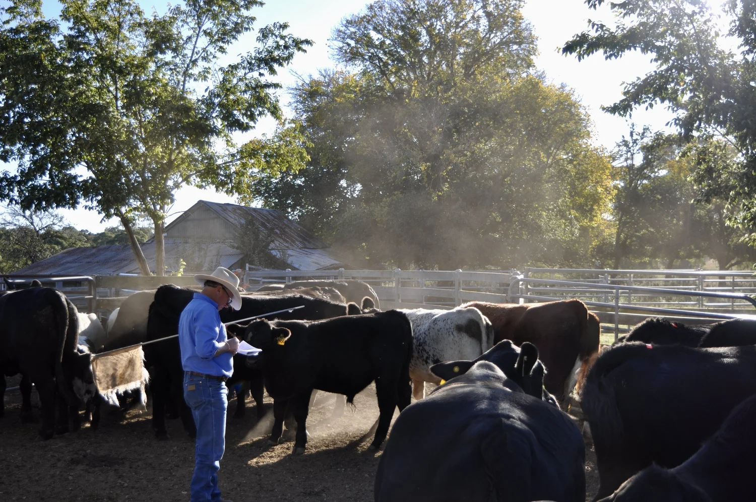 A man in a blue shirt and hat writing on paper while standing in a pen surrounded by cattle on a sunny day.